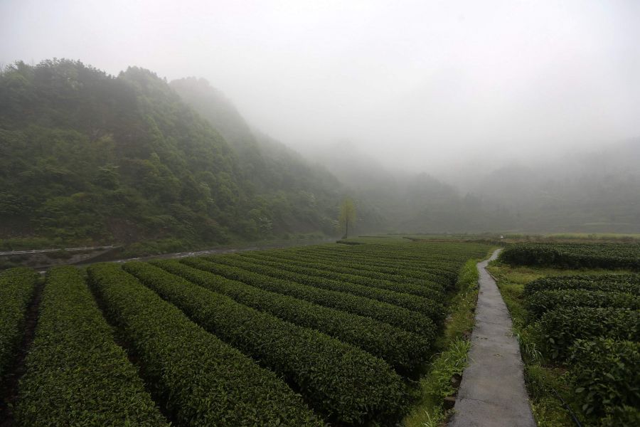 農(nóng)行重慶秀山支行通過(guò)公司、基地、農(nóng)戶支持當(dāng)?shù)剞r(nóng)民走上脫民致富